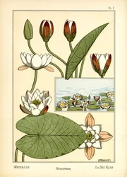 Vesililja (värinen lito)