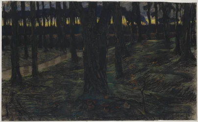 Metsänäkymä auringonlaskun aikaan