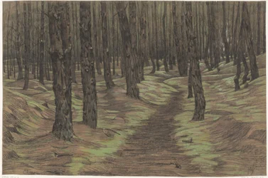 mäntymetsää