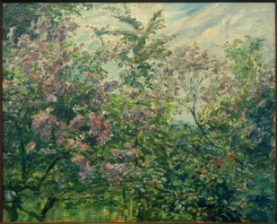 Kukkiva syreeni