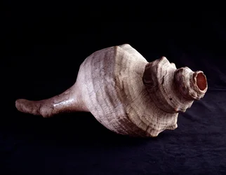 Esikolumbiaaninen taide, mayasivilisaatio, klassinen kausi: soittimena (trumpettina) käytetty merikotilo. Uaxactúnista, Guatemalasta. Mitat 19,2 x 41,5 cm. Guatemala, kansallinen arkeologian ja etnologian museo