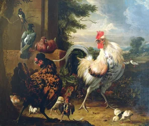 Maatiaiskanat
