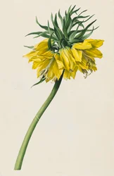 Kaiserkrone