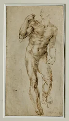 Miehen alaston, etukuva, noin 1502-1506 ...