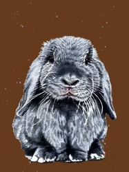 Gray One The Bunny Burnt Orangessa, 2020