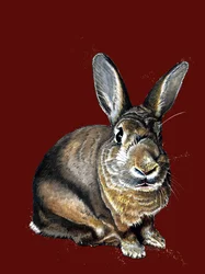 Meg The Bunny on Red Oxide, 2020