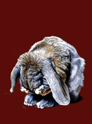 Rabbit Paws on Red Oxide, 2020