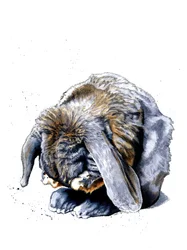 Kanin tassut valkoisella, 2020