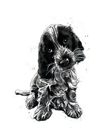 Cockerspanieli Rosie valkoisella, 2019