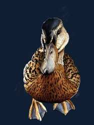 The Duck on Midnight Blue, 2020