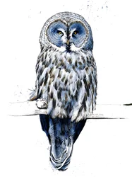 Suuri harmaa pöllö valkoisella, 2019
