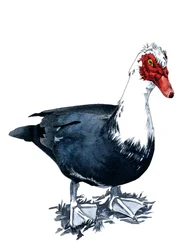 Muskoviankka valkoisella, 2020