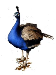 Peacock on White, 2019