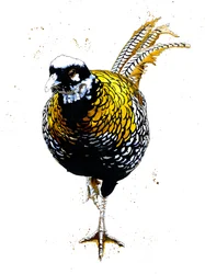 Reeves Fasant on White, 2019