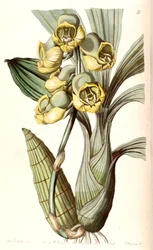 Planiceps -katasetti