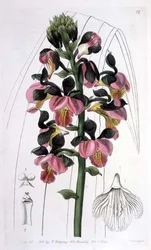 Orchis Lissochilus Roseus, julkaisija I. Ridgway