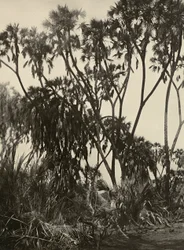 "Imperiumin rakentaminen" fasistisella aikakaudella: Dum-palmulehto, 5.9.1936 (b/w kuva)