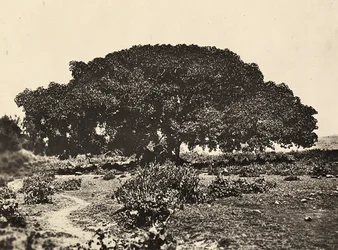 Imperiumin rakentaminen fasismin aikana: Sicomoro, italialaisten vankien tuomioistuin vuonna 1896 Aduassa, 09/05/1936 (s/w kuva).