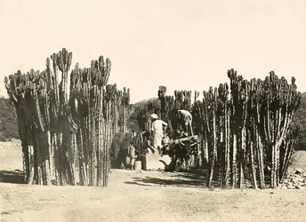 Imperiumin rakentaminen fasismin aikana: Nacfan kaivo, 09/05/1936 (s/w-kuva).