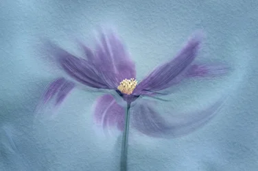 Eteerinen violetti kukka