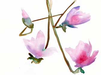 Magnolia 1, 2022 (vesiväri Langton, 300 g/m² kylmäpuristettu paperi).