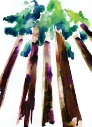Sequoia, 2021 (vesiväri Langton, 300 g/m² kylmäpuristettu paperi).