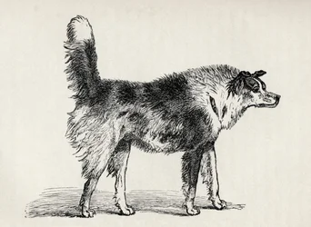 Puolirotuinen paimenkoira, jolla on vihamielisiä aikomuksia, Charles Darwinin teoksesta The Expression of the Emotions in Man and Animals, 1872