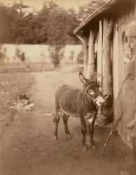 Sénart, Biribin aasi