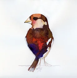 Punastava Hawfinch, 2017