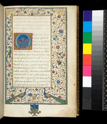 Käsikirjoitus 336. Sallustius, Catilina ja Jugurtha, f. 1r. Kokonaan illuminoitu reunus, jossa on riikinkukkoja, kaniineja, vihreitä kauluskaijoja ja kyyhkynen