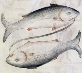 Sloane 3983 Kalojen piirustus, Jafar ibn Muhammadin (vellum) persialaisen astrologisen tutkielman käännöksestä