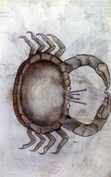 Sloane 3983 f.14v, rapu, syövän horoskooppi