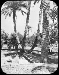 Kenraali Gordons Garden, Khartum, Sudan, c1890