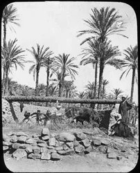 Vesipyörä, Egypti, c1890