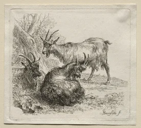 Animalia: Kolme vuohet