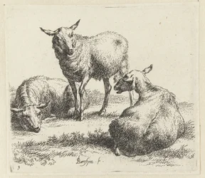 Kuivaa lampaat Schapen (sarjan nimi) Studio and Art of Nicolai Berchem (sarjan nimi) herättää elämään ja painaa veteen voimakkaalla ilmalla eläimet