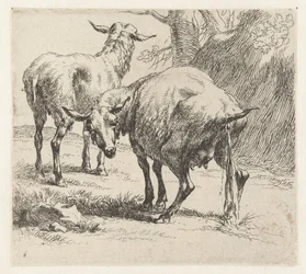 Pissende ooi en een schaap Schapen (sarjan nimi) Studio and Art of Nicolai Berchemin eläimet, jotka on painettu vedellä vahvistamaan ilmaa (sarjan nimi)