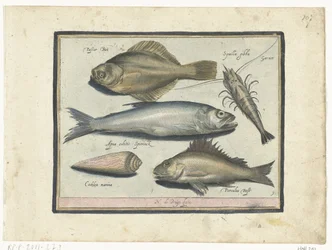 Llissa, gambes, olor i pos Libelivs miscellaneous Genera piscium complectens (títol de la sèrie) Acabat de peixos d