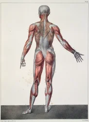 Ihmiskehon anatomia, Jean-Baptiste Marc Bourgeryn (1797-1849) teoksesta "Traité Complet d