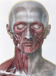 Kasvojen lihaksisto, kuvaliite Jean-Baptiste Marc Bourgeryn (1797-1849) teoksesta ”Traité complet de l’anatomie de l’homme”, 1866-67