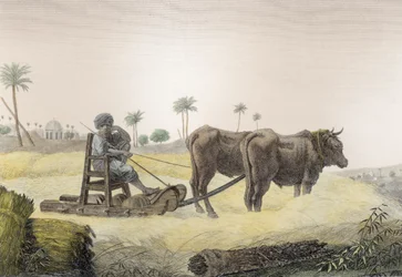 Maissin korjuu, Napoleonin käskystä julkaistun teoksen "Egyptin kuvaus" niteestä II Arts and Trades, 1822 (myöhempi väritys).