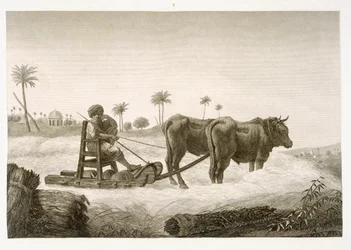Maissin korjuu, teoksen "Egyptin kuvaus" niteestä II Arts and Trades, julkaistu Napoleonin käskystä vuonna 1822.