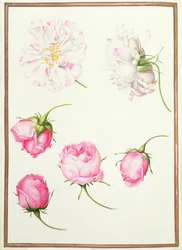 PD.109-1973.f1 Six Heads of Old Fashioned Roses (wc vellum)