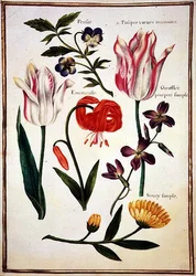 PD.109-1973.f31 Kaksi "rikkoutunutta" tulppaania, lilja ja muita kukkia (akvarelli persoonalla)