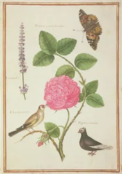 PD.109-1973.f60 Centifolia Rose, Lavender, Tortoiseshell Butterfly, Goldfench ja Crested Pigeon (wc vellum)
