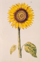 Auringonkukka tai Helianthus, teoksesta "La Guirlande de Julie", n. 1642 (wc vellum)