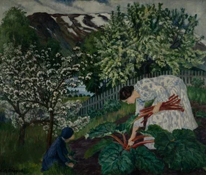 Raparperi
