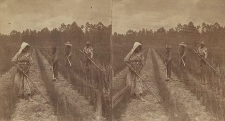 Hoeing Rice, 1876-1888.
