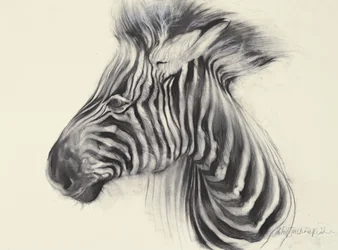 Baby Zebra, 2000 (hiili paperille)