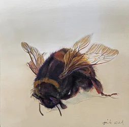 Bombus terrestris 10, 2013 (akryyli puulle)